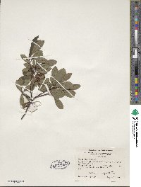 Rhododendron viscosum image