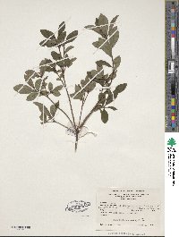 Rhododendron viscosum image