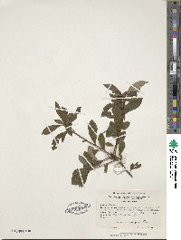 Rhododendron viscosum image