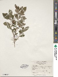 Rhododendron viscosum image