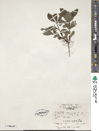 Rhododendron viscosum image