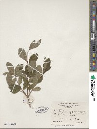 Rhododendron viscosum image