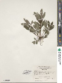 Rhododendron viscosum image