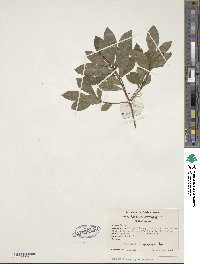 Rhododendron viscosum image