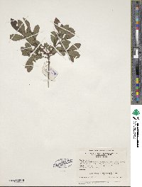 Rhododendron viscosum image