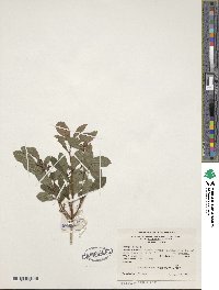 Rhododendron viscosum image