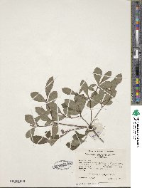 Rhododendron viscosum image