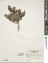 Rhododendron viscosum image