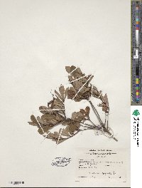 Rhododendron viscosum image