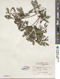 Rhododendron viscosum image