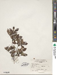 Rhododendron viscosum image