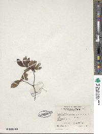 Rhododendron viscosum image