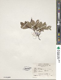 Rhododendron viscosum image