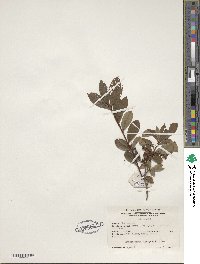 Rhododendron viscosum image