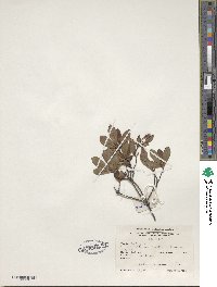 Rhododendron viscosum image