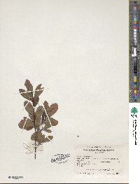 Rhododendron viscosum image