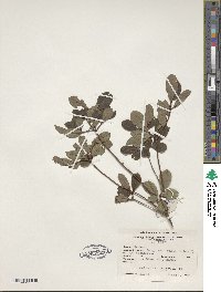 Rhododendron viscosum image