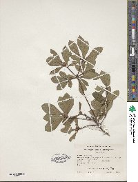 Rhododendron viscosum image