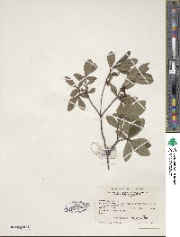 Rhododendron viscosum image