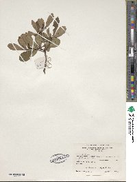 Rhododendron viscosum image