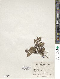 Rhododendron viscosum image