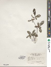 Rhododendron viscosum image