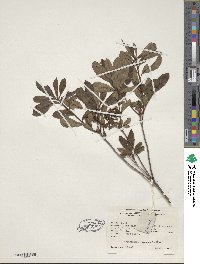 Rhododendron viscosum image