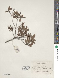 Rhododendron viscosum image