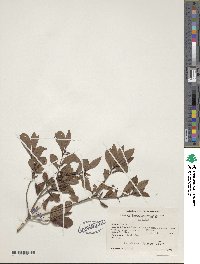 Rhododendron viscosum image