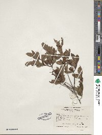 Rhododendron viscosum image