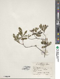 Rhododendron viscosum image