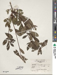 Rhododendron viscosum image