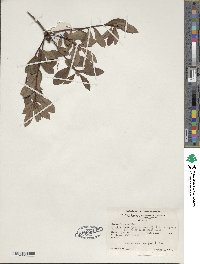 Rhododendron viscosum image