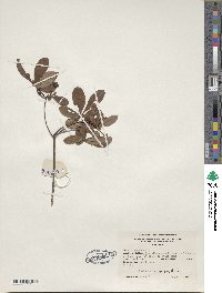 Rhododendron viscosum image