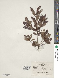 Rhododendron viscosum image