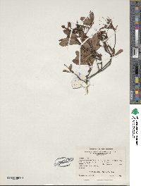 Rhododendron viscosum image