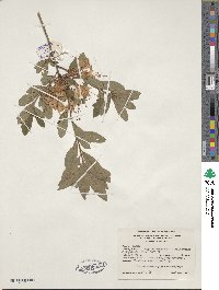 Rhododendron viscosum image