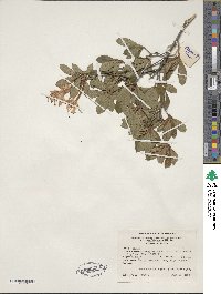 Rhododendron viscosum image