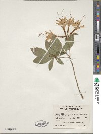 Rhododendron viscosum image