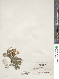 Rhododendron viscosum image