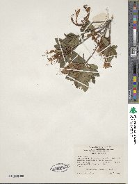 Rhododendron viscosum image