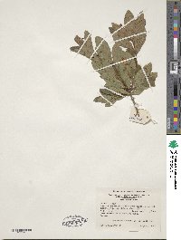 Rhododendron viscosum image