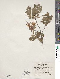 Rhododendron viscosum image