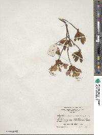 Rhododendron periclymenoides image