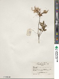 Rhododendron periclymenoides image