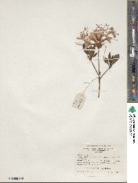 Rhododendron periclymenoides image