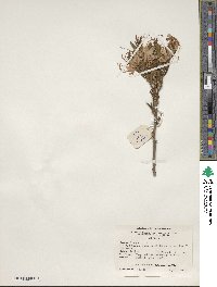 Rhododendron periclymenoides image