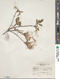 Rhododendron periclymenoides image