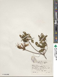 Rhododendron periclymenoides image