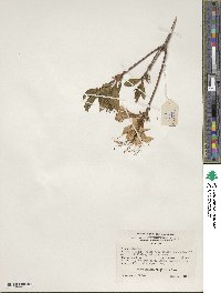 Rhododendron periclymenoides image